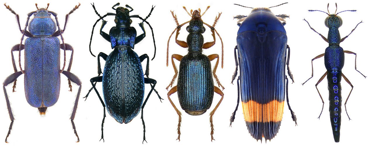 It's A Dan's World The World's Top 10 Real Life 'Blue Beetles'