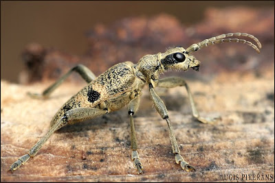 Lapkoku ligzdu koksngrauzis (Rhagium mordax)
