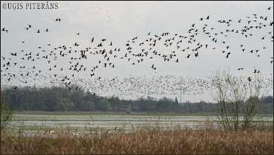 Zosis (Anser sp.) Svētes palienē