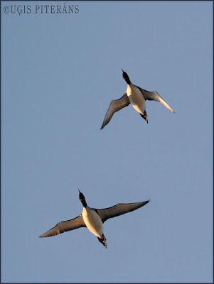 Melnkakla gārgale (Gavia arctica)