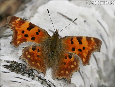 Jāņogu raibenis (Polygonia c-album)