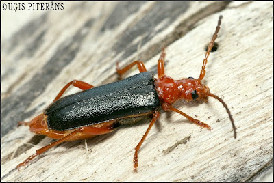 Divkrāsu koksngrauzis (Rhamnusium bicolor)