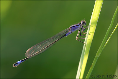 Parastā daiļspāre (Ischnura elegans)