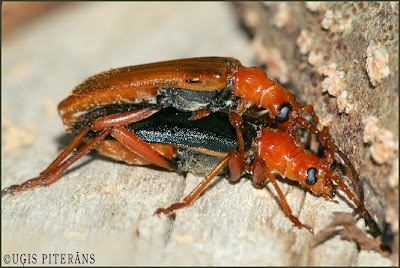 Divkrāsu koksngrauzis (Rhamnusium bicolor)