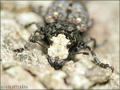 Sveķu platsmeceris (Platyrrhinus resinosus)