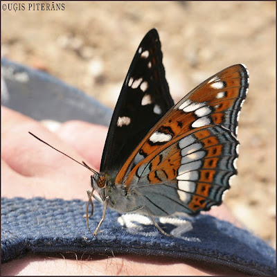 Apšu raibenis (Limenitis populi) uz manas kājas
