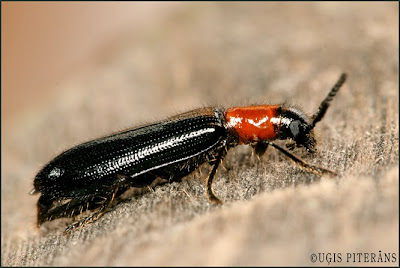 Skudrulītis (Tillus elongatus)