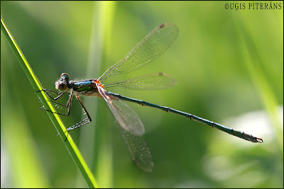 Vasaras zaigspāre (Lestes dryas)