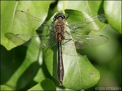 Agrā smaragdspāre (Cordulia aenea)