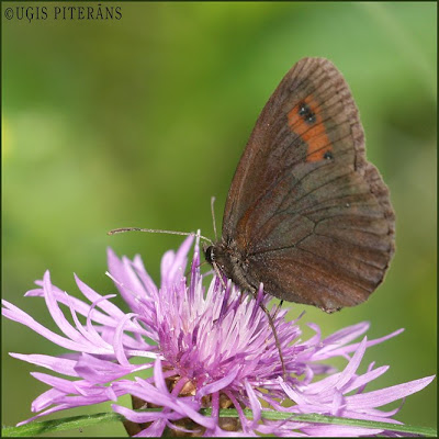 Gāršas brūnulis (Erebia aethiops)