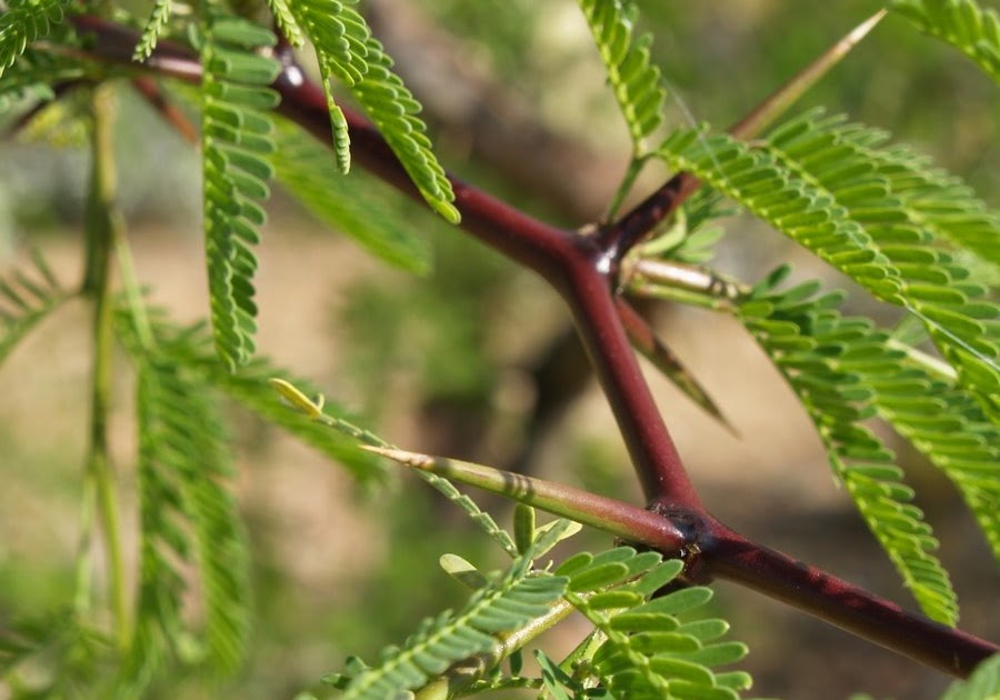 Mesquite Thorn Itsybitsy Photo Blog