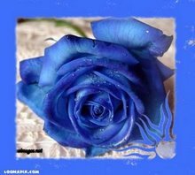 [rosa+azul.bmp]