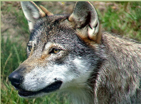 [LOBO.png]