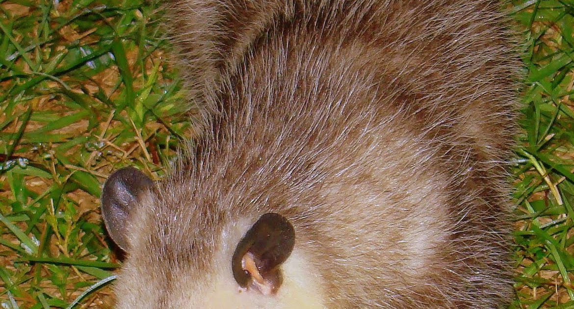 Possum Farming Comes To The Delta. Tie Dye Travels with Kat Robinson