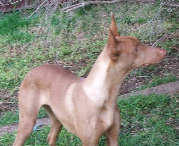 Ananka - one of our Pharaoh Hounds