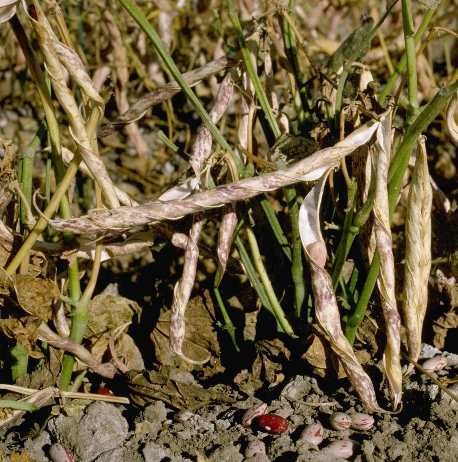 From a Worcester Allotment Collecting green bean seeds