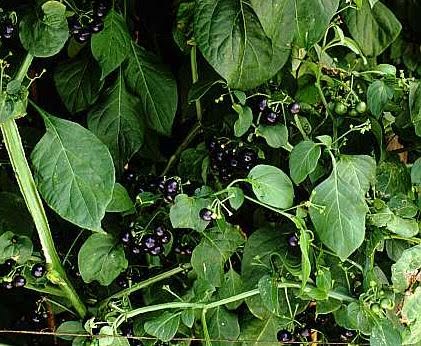 From a Worcester Allotment: Discover: Wonderberry