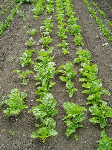 seed and c seedbed preparation Season forage crops planted from seed a planting dates seeding rates (lbs/a broadcast) planting depths (inches) fall b alfalfa oct 1–dec 15 15–20 1/4–1/2. seed and c seedbed preparation Season forage crops planted from seed a planting dates seeding rates (lbs/a broadcast) planting depths (inches) fall b alfalfa oct 1–dec 15 15–20 1/4–1/2.