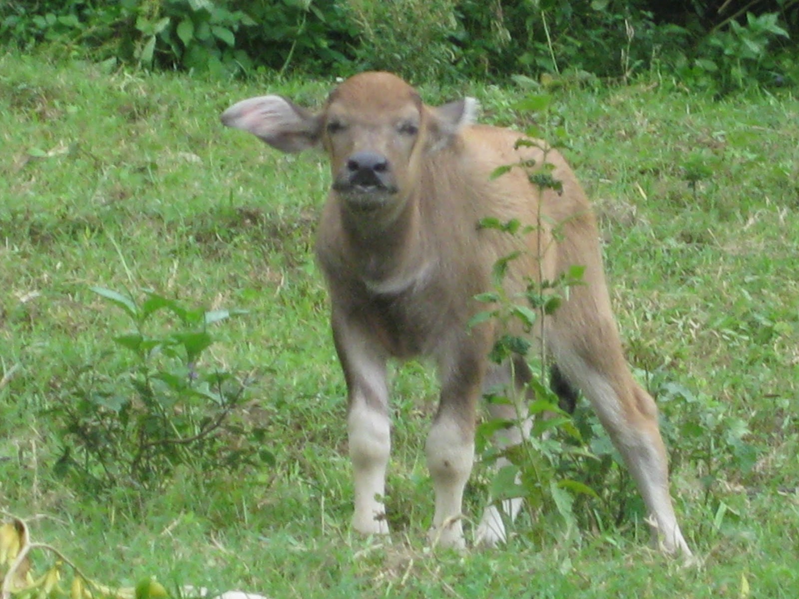 Kleyns In The Philippines: * Farm Animals