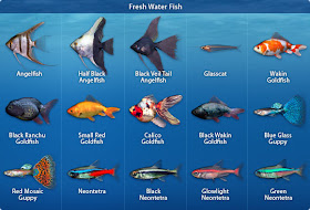 aquarium fish breeding