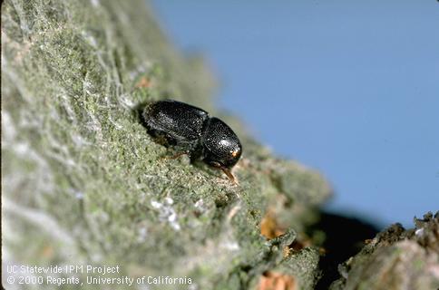 [Shothole+borer+female+laying.jpg]