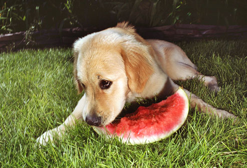 Can My Dog Eat Kiwi Fruit Can My Dog Eat Kiwi Fruit