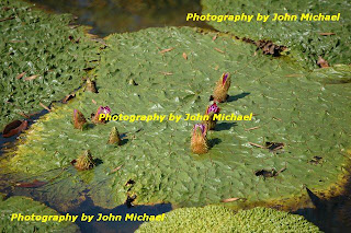 Kenilworth Aquatic Gardens in October waterlily+buds Kenilworth Aquatic Gardens in October