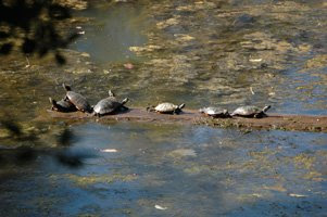 3+ Wonders of Kenilworth Aquatic Gardens Turtles on a log 3+ Wonders of Kenilworth Aquatic Gardens