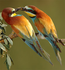Hayvanlar bile paylaşıyor.