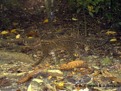 CHAT MARBRE - Pardofelis marmorata Marbled+CDY_0023