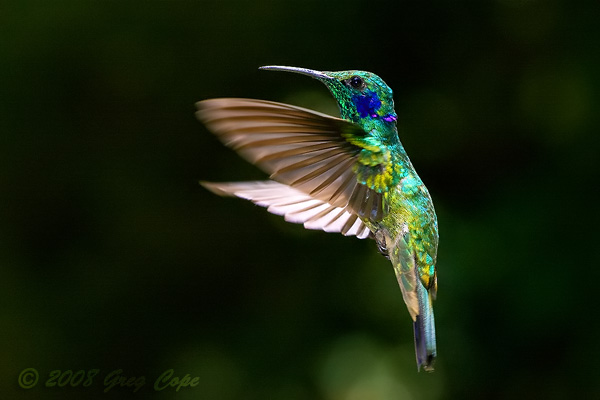 mickey vin lovely humming birds mickey vin lovely humming birds