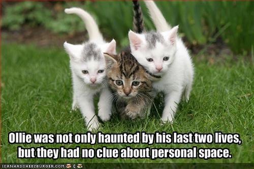 [funny-pictures-cats-past-two-lives-have-no-clue-about-personal-space.jpg]