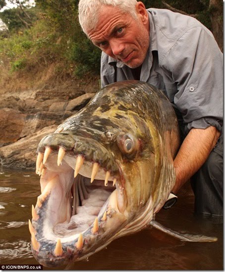 goliath tiger fish. conspiracies of soil: February
