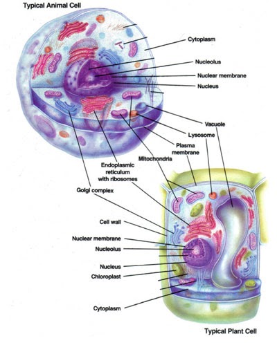 Workman's Science Buffet: Plant Cells vs. Animal Cells