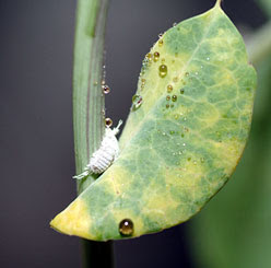 Mealybug with sticky excretions on a passiflora leaf showing typical discolorations
