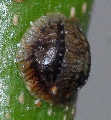 Two scale insects on top of each other