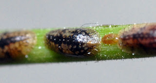 Three scale insects in a row