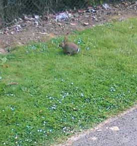 Tiny rabbit