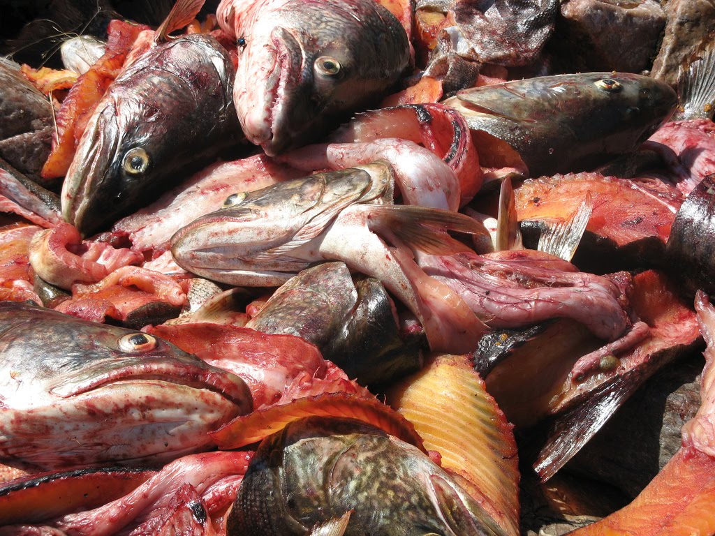 Gut A Fish
