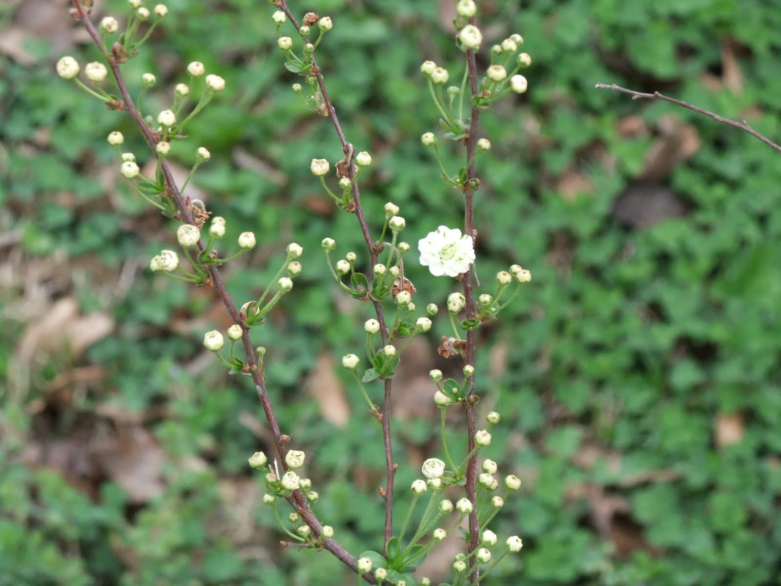 [2009_0106spring0006.JPG]