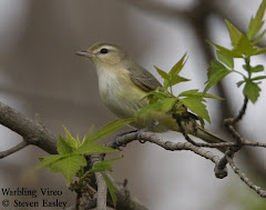 Warbling Vireo