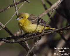 Orchard Oriole (female)