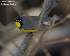 Canada Warbler