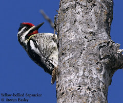 Yellow-bellied Sapsucker