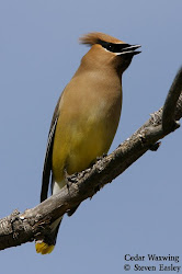 Cedar Waxwing