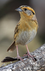 Le Conte's Sparrow