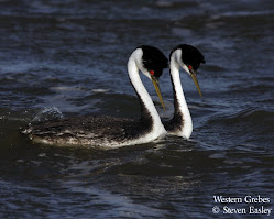 Western Grebes