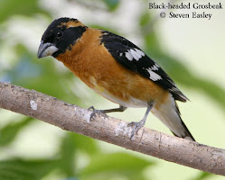 Black-headed Grosbeak