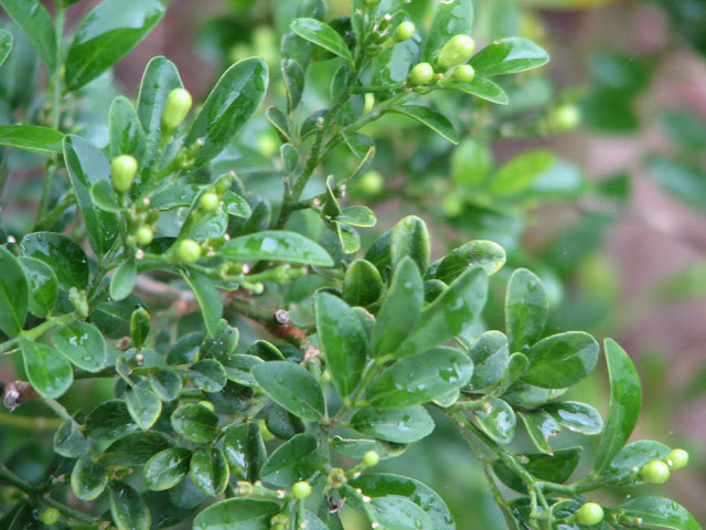 Plantpostings Plant Of The Month Mock Orange