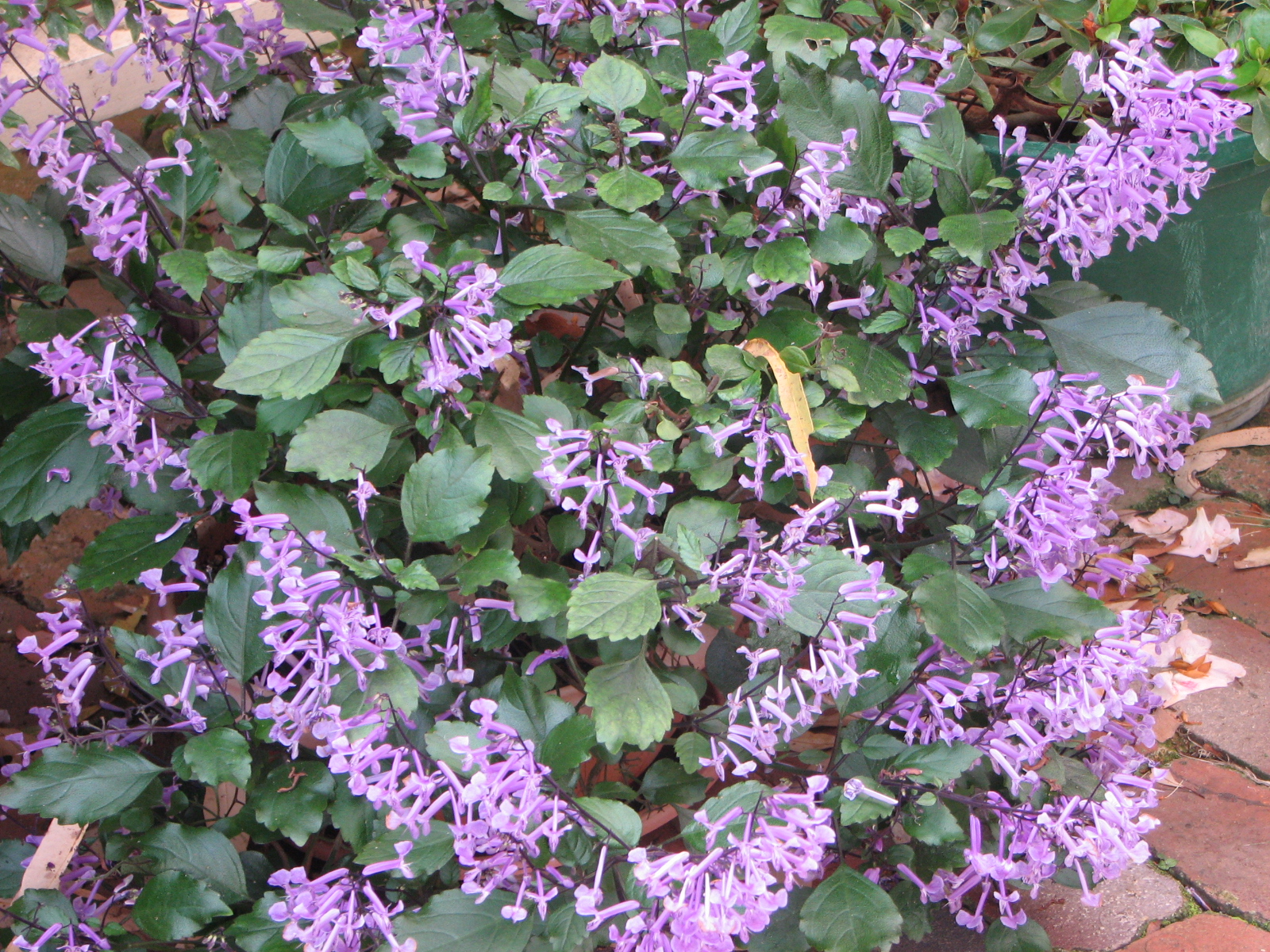 My Dry Tropics Garden Plectranthus 'Mona Lavender'